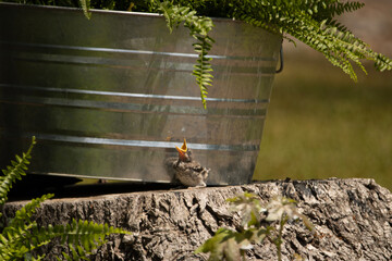 Hungry baby mockingbird