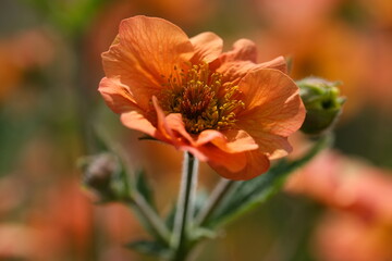 Single bright orange Geum flower in a garden.