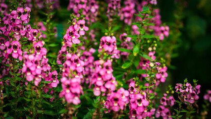field of pink flowers