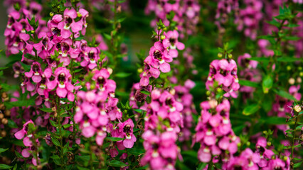 flowers in the garden