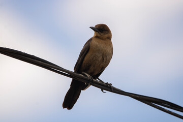 Grackle on a wire