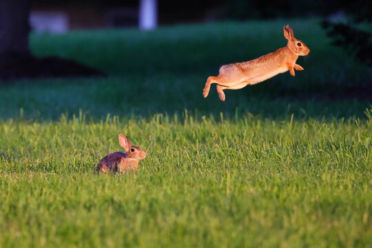 View of the jumping rabbits in the green field on a sunny day