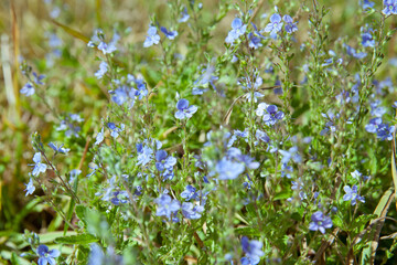 Summer landscape with wild flowers. Forget-me-not flowers bloom in the meadow.