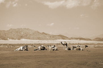 Fototapeta na wymiar Camels on the sand, popular tourist place. Egypt, Sharm El Sheikh