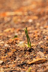 Onion Sprouts in Garden