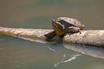 Snapping Turtle Suns Itself on Log