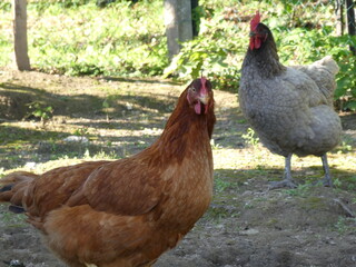 poule nature