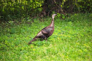 Wild Turkey Hen Foraging