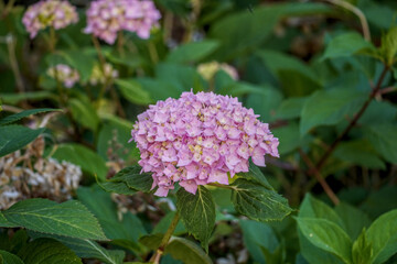Pink hydrangea blossoms on dark green leaves