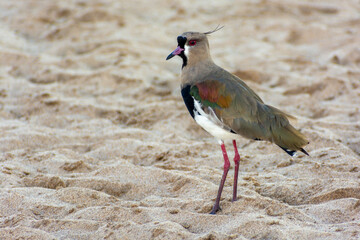 Tero on the beach on the sand