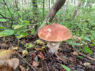 Porcini Cep White Mushroom King Boletus Pinophilus. Fungal Mycelium in moss in a forest. Big bolete mushrooms in nature. Mushrooming harvesting season. Fungi plants
