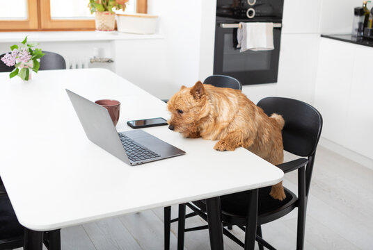 Cute dog working on laptop at home. Sweet pet looking at computer in the kitchen. Animal work concept