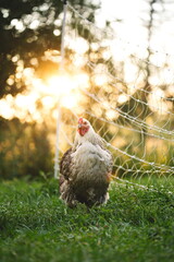 Chickens on a small farm in the country. Small scale poultry farming in Ontario, Canada.
