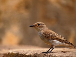 Bird sitting on a wall