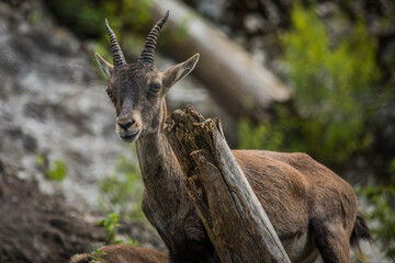 Steinbock schaut intensiv in Richtung Kamera