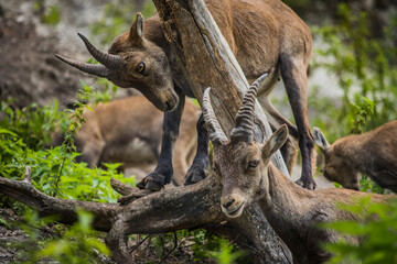 Gruppe von Steinböcken stehen um und auf einem Baumstamm