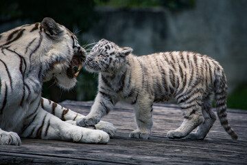 Weißes Tigerbaby will Mama einen Kuss geben