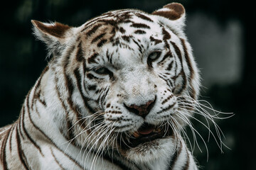 Portrait eines weißen Tigers