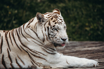 Fototapeta na wymiar Weißer Tiger streckt leicht die Zunge raus
