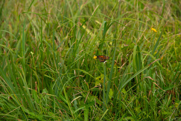 Lush woods on an island with dog
