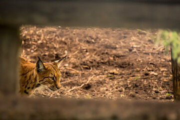 Luchs liegt entspannt auf dem Boden