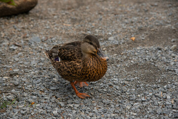 Ducks close up in pond