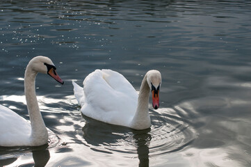 white swans group on the lake swim well under the bright sun