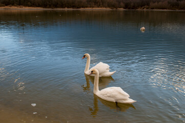 white swans group on the lake swim well under the bright sun