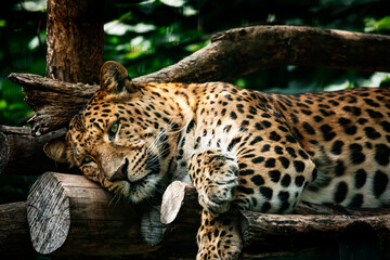 Armurleopard liegt auf Holzplattform