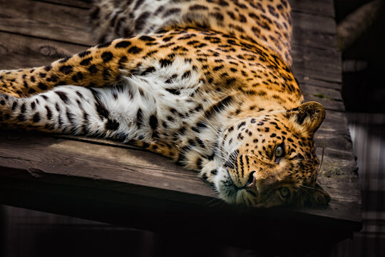 Armurleopard liegt auf Holzplattform