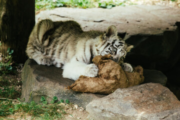 Weißes Tigerbaby spielt mit Beutesack