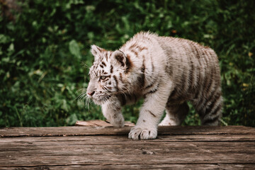 Weißes Tigerbaby schleicht sich auf Holzplattform an etwas an