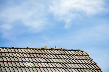 Spatzen auf dem Dach