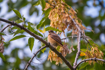 Obraz premium The common redstart female, Phoenicurus phoenicurus, is photographed in close-up sitting on a branch against a blurred background.