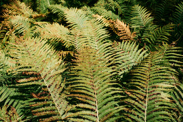 Ferns from the Olterudelva Valley of the Olterudelva River, formerly known as Grýta River, Toten, Norway, in late summer.