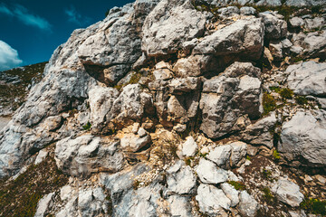 Vegetation am Berg