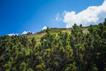 Fototapeta na wymiar Nadelbäume am Berg