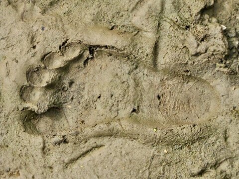 footprint in the mud