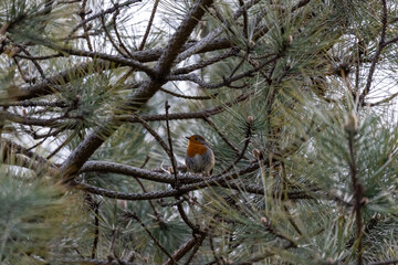 The European robin, known simply as the robin or robin redbreast in Great Britain, is a small insectivorous passerine bird that belongs to the chat subfamily of the Old World flycatcher family.