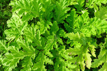 Young hogweed. Sosnovsky's hogweed. Invasive species.
