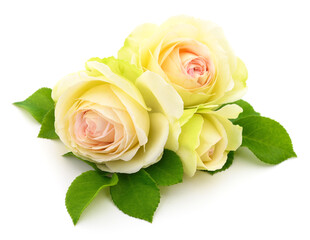 Beautiful pink roses.