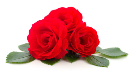 Beautiful red roses.