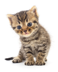 Kitten on white background.