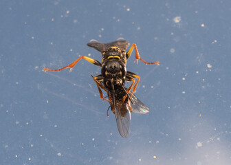 Field Digger with prey