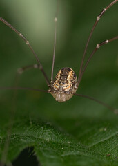Immature Leiobunum rotundum female