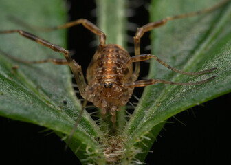 Paroligolophus agrestis close up on leaf