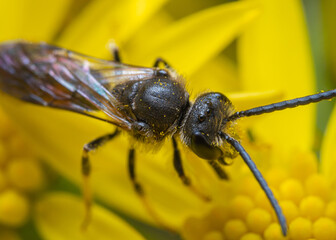 Lasioglossum calcaetum on ragwort