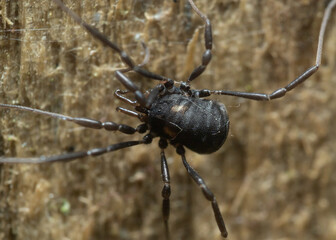 Nemastoma bimaculatum