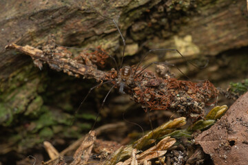 Mitostoma chrysomelas