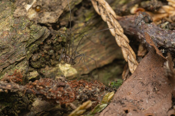 Mitostoma chrysomelas